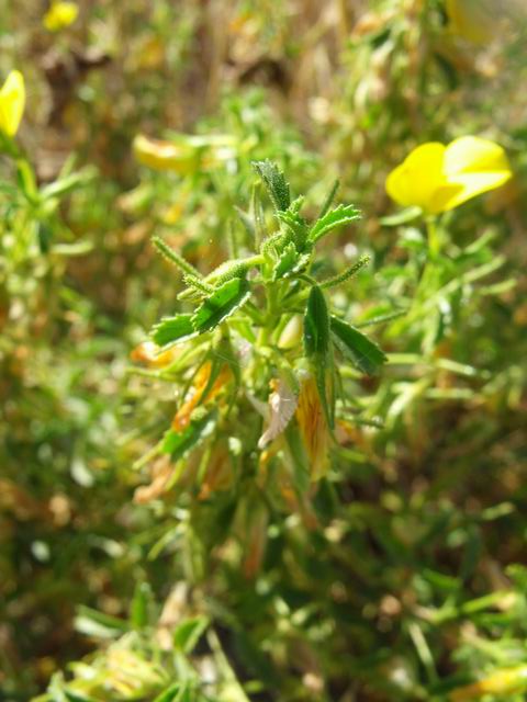 Ononis natrix (Fabaceae)